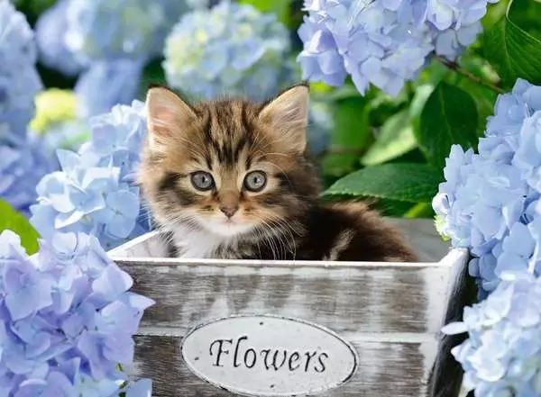 Ravensberger Matratzen Kinderpuzzle ab 9 Jahren - Kleine Katze - 300 Teile Nur für heute