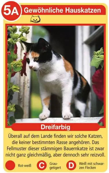 Ravensberger Matratzen Katzen - Kartenspiel ab 4 Jahren Flash Sale