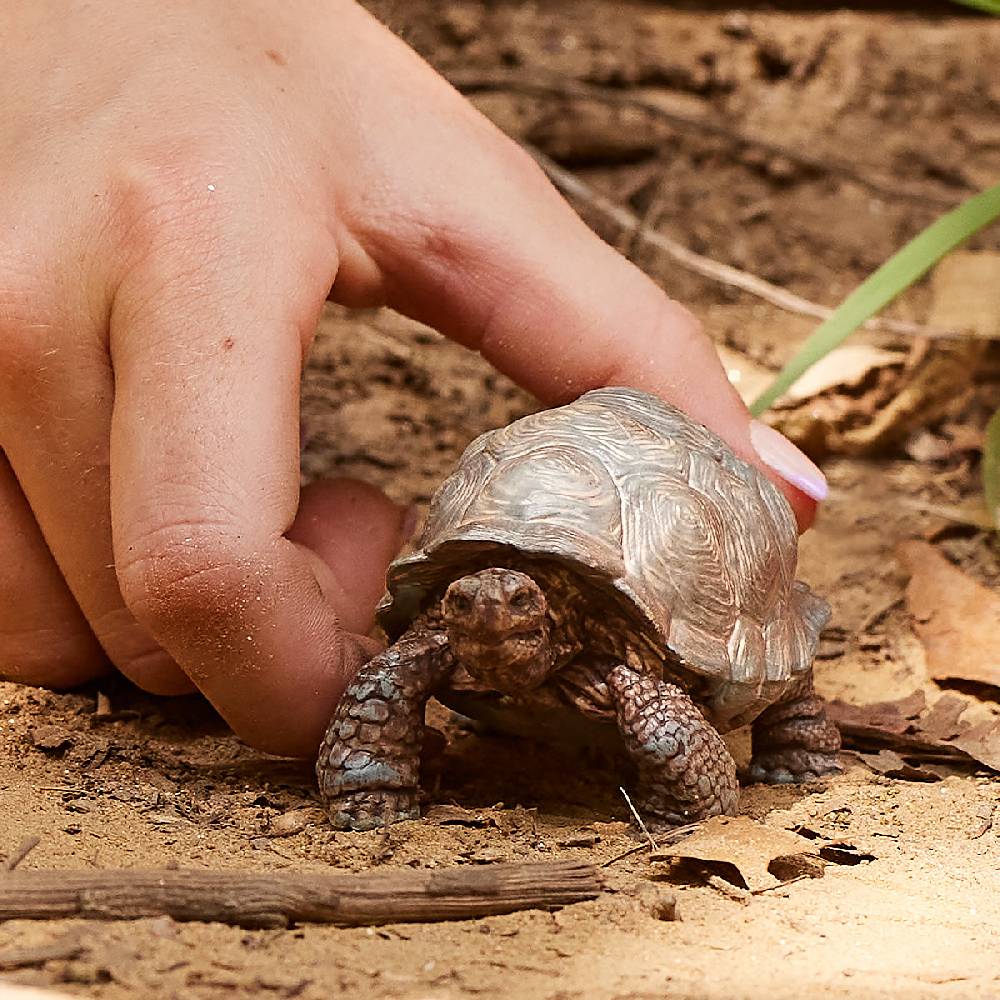 Schleich Riesenschildkröte Vierteljährliche Förderung
