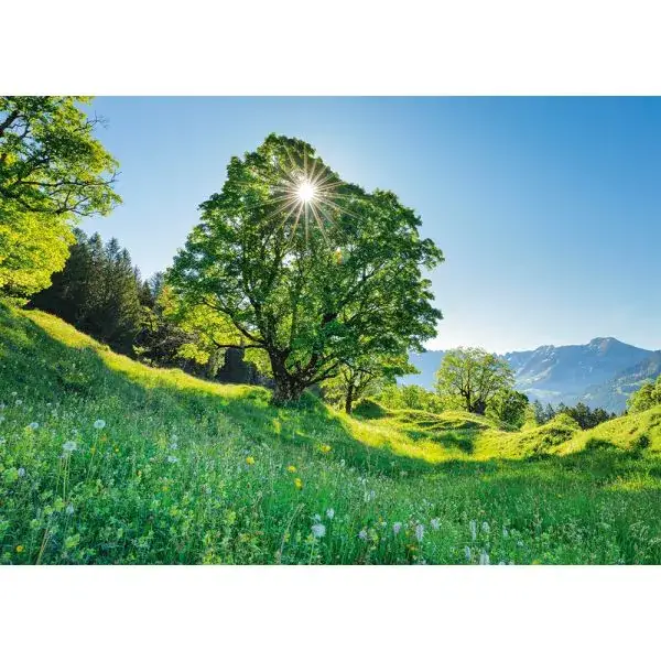 Schmidt Spiele Berg-Ahorn im Sonnenlicht – St. Gallen, Schweiz, 1.000 Teile Puzzle Neueste Mode