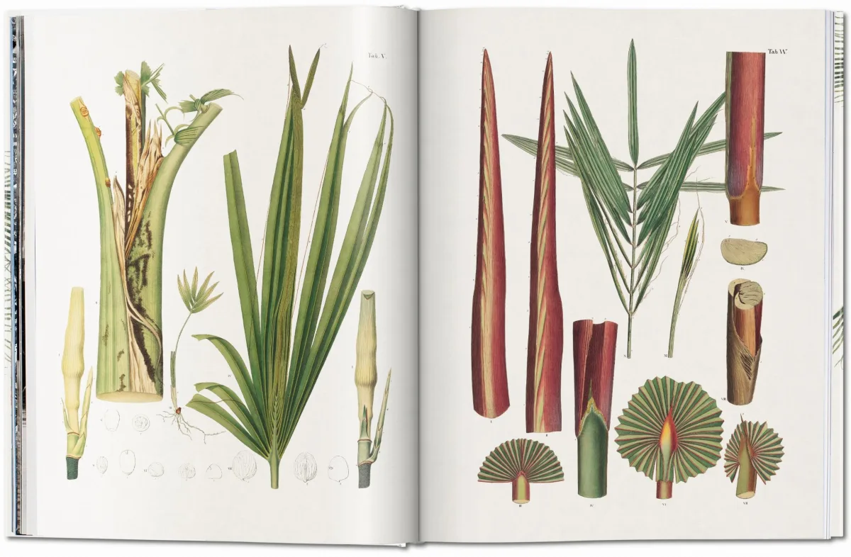 TASCHEN Martius. The Book of Palms Riesige Ersparnisse