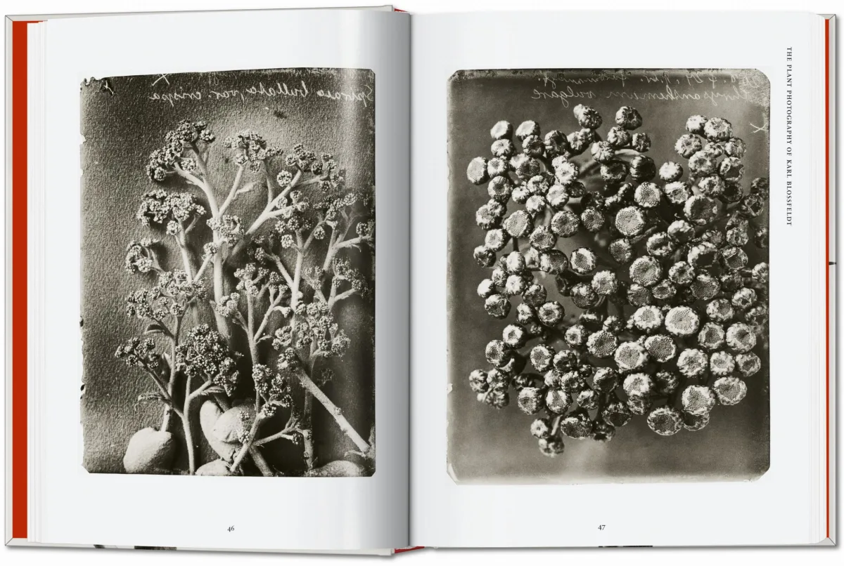 TASCHEN Karl Blossfeldt. The Complete Published Work. 40th Ed Fabrikpreis