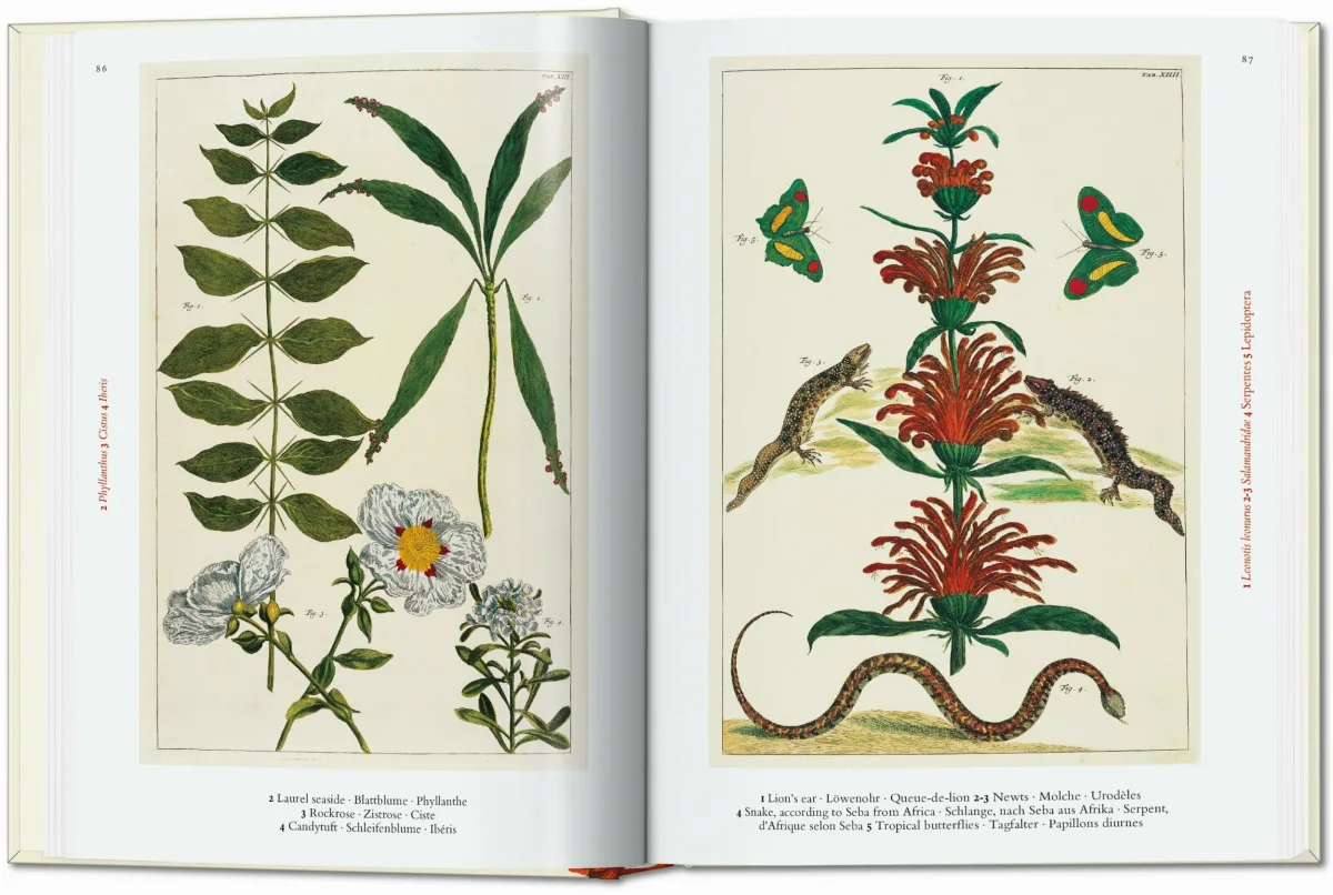 TASCHEN Seba. Cabinet of Natural Curiosities. 40th Ed Outlet