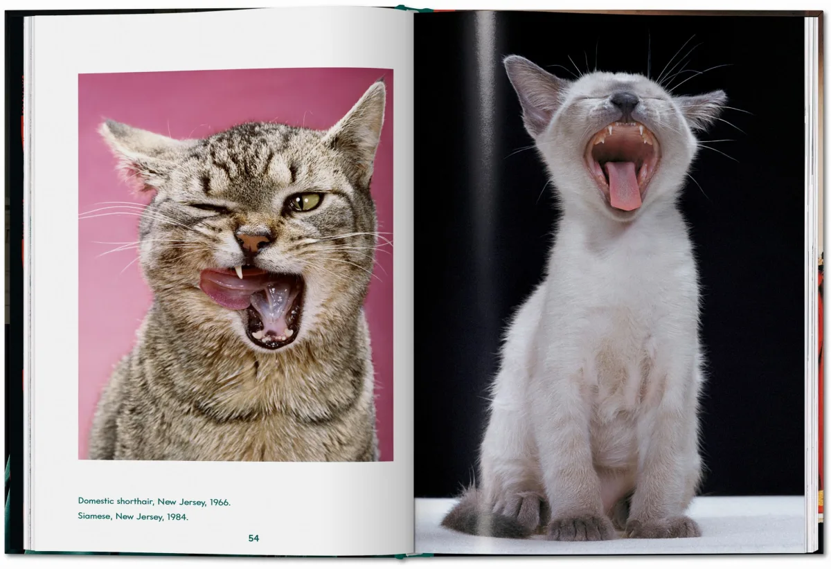 TASCHEN Walter Chandoha. Cats. Photographs 1942–2018 Muttertagsangebot