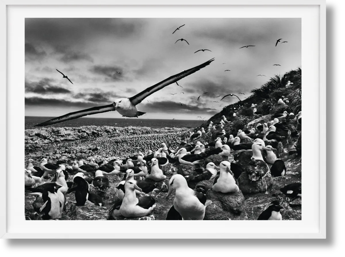 TASCHEN Sebastião Salgado. Genesis. Art Edition No. 201–300 ‘Black-Browed Albatrosses, Falkland Islands’