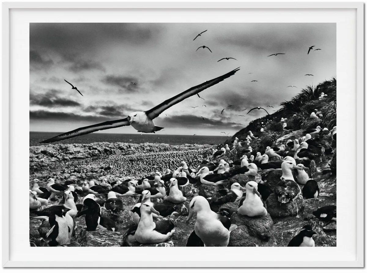 TASCHEN Sebastião Salgado. Genesis. Art Edition No. 201–300 ‘Black-Browed Albatrosses, Falkland Islands’ Top Angebot
