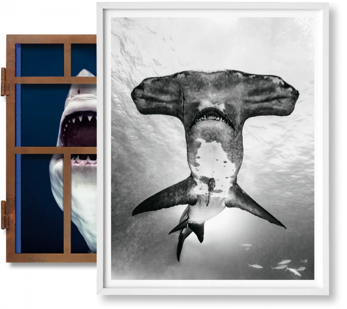 TASCHEN Michael Muller. Sharks, Art Edition No. 101–200 ‘Under Study’