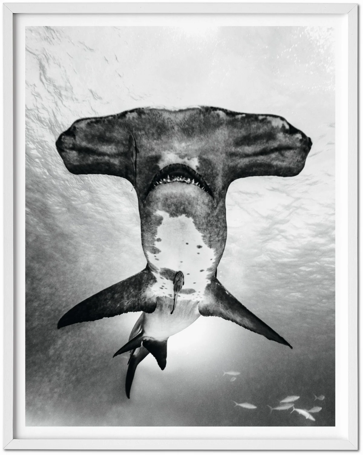 TASCHEN Michael Muller. Sharks, Art Edition No. 101–200 ‘Under Study’ Bestseller