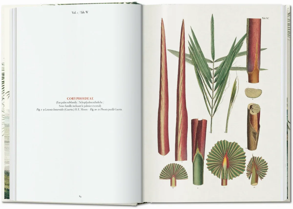 TASCHEN Martius. The Book of Palms. 40th Ed 50% Rabatt für begrenzte Zeit