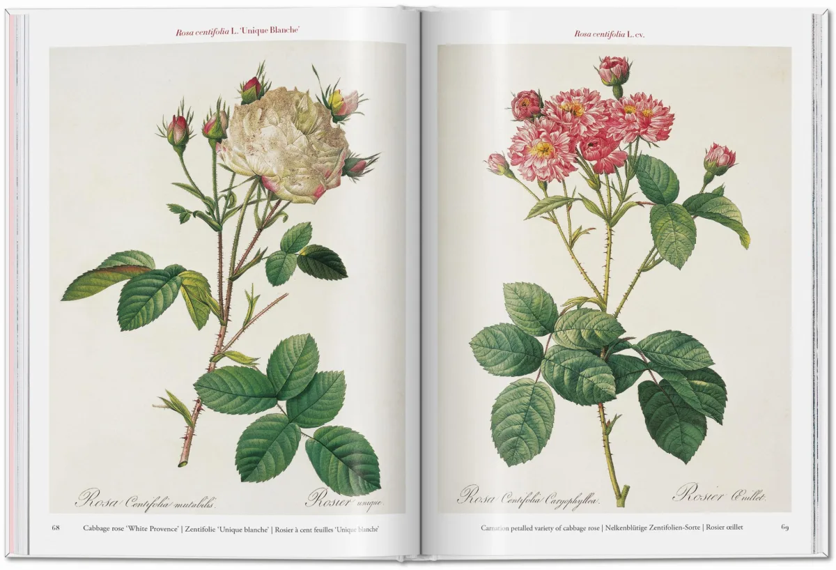 TASCHEN Redouté. Roses Fabrikpreis